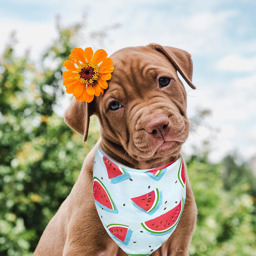 2 Pack Summer Dog Cat Bandana, Strawberry Watermelon Bandana for Small Medium Large Dogs Pets Puppies Pets (Strawberry/Watermelon)